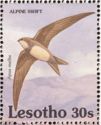 Alpine Swift (Apus melba)